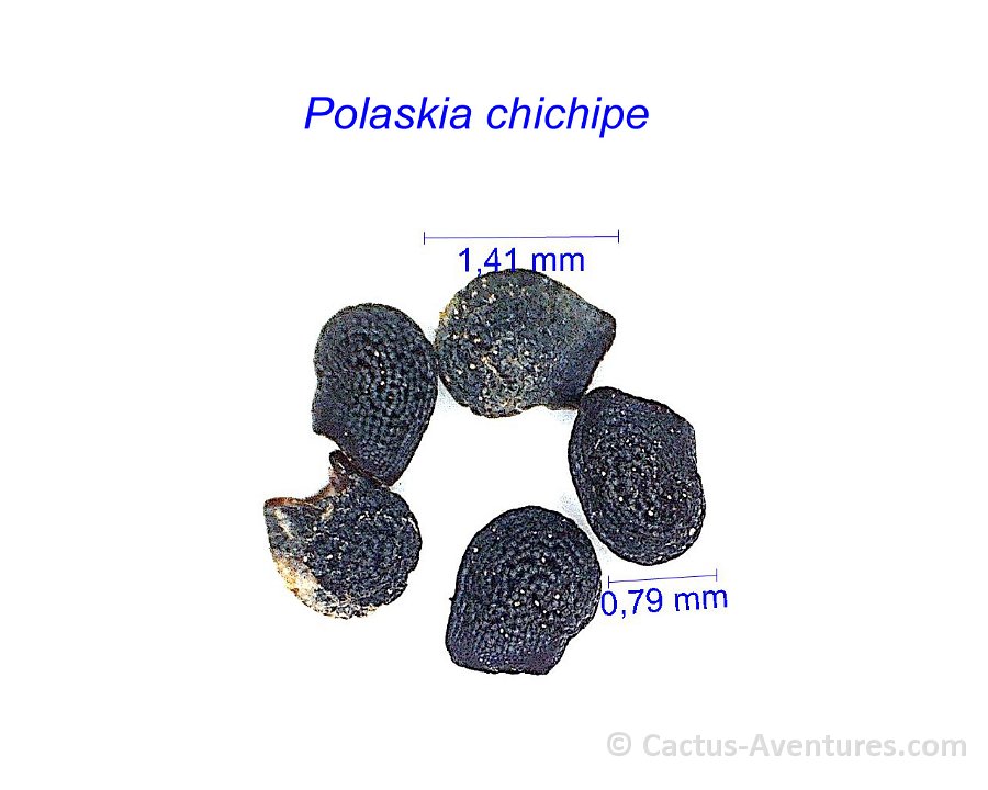 Polaskia chichipe